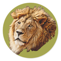 Lion Picture stickers by kphotos Lion Picture stickers