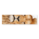Lion Portrait Bumper Sticker