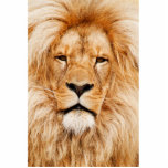 Lion Portrait Photo Sculptures