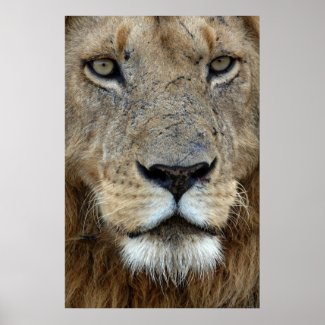 Lion portrait print