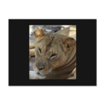 Lion Post Card