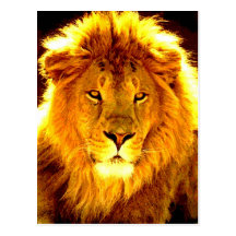 Lion Post Cards