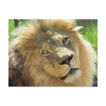 Lion Postcard