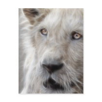 Lion postcards by laureenr Lion postcards