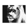 Lion Post Card