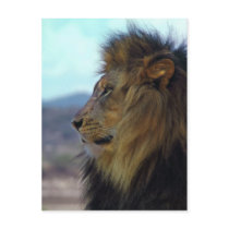Lion Postcard by thehatch Lion Postcard