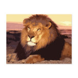 Lion Post Cards