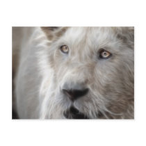 Lion postcards by laureenr Lion postcards