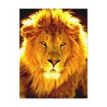 Lion Post Cards