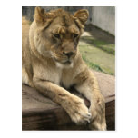 zoo, lion, awesome, postcard, san fransico,