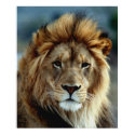 Lion posters by JudsonJoyce Lion posters