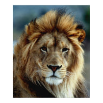 Lion posters