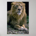 Lion Print