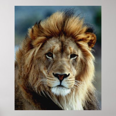 Lion Posters by JudsonJoyce