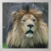 Lion Poster Print