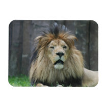 Lion  Premium Magnet