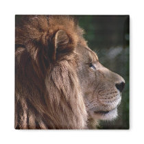 Lion profile fridge magnets