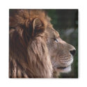 Lion profile magnets by amwesley Lion profile magnets