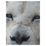 Lion real close up flyers