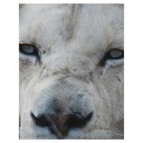 Lion real close up flyers