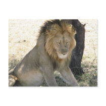 Lion Resting postcards