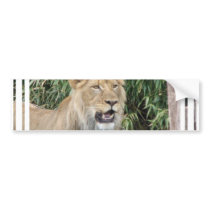 Lion Roar Bumper Sticker