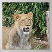 Lion Roar Poster Print