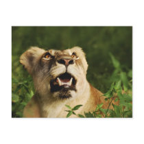 Lion safari greeting postcards by Rowood Lion safari greeting postcards