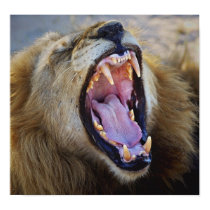 Lion Snarling wild poster, print, photograph by Rowood Lion Snarling wild poster, print, photograph