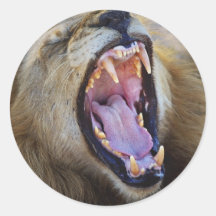 Lion Snarling wildlife safari stickers
