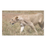 lion stalk rectangular sticker