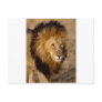 Lion Stalking Postcards