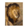 Lion Stalking Post Cards