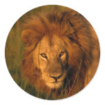 Lion Sticker Lion Sticker