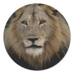 Lion Sticker Lion Sticker