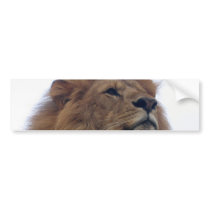 Lion sticker bumper stickers by mmersdesign Lion sticker bumper stickers