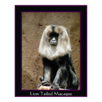 Lion-Tailed Macaque posters