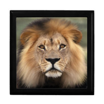 Lion - The King of The Jungle Keepsake Boxes