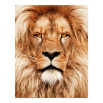 Lion - The King posters