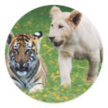 Lion & tiger cubs at play sticker