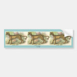 Lion-Tiger  (Felis leo Felis tigris hybrid) Bumper Sticker