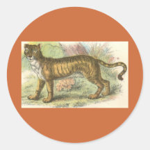 Lion-Tiger  (Felis leo Felis tigris hybrid) Sticker