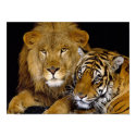 Lion & Tiger posters by beverlytazangel Lion & Tiger posters