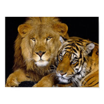 Lion & Tiger posters
