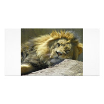 Lion up close photo greeting card