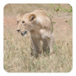 lion walk sticker