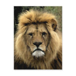 Lion Watercolour Portrait Post Card