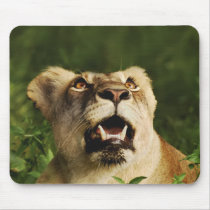 Lion wild animal safari mousepads by Rowood Lion wild animal safari mousepads