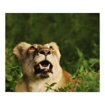 Lion wild animal safari posters, prints, images, by Rowood Lion wild animal safari posters, prints, images,