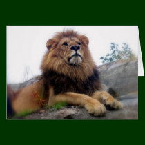 Lion - wild cats card